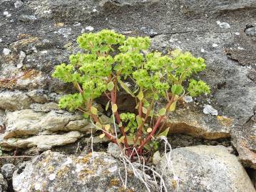 Fotografia da espécie Euphorbia falcata subesp. falcata