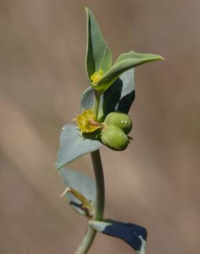 Fotografia 4 da espécie Euphorbia falcata subesp. falcata no Jardim Botânico UTAD