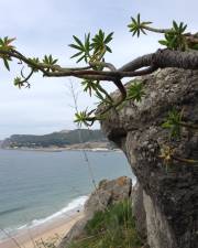 Fotografia da espécie Euphorbia pedroi