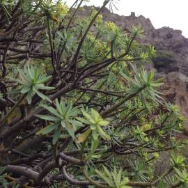 Fotografia da espécie Euphorbia pedroi
