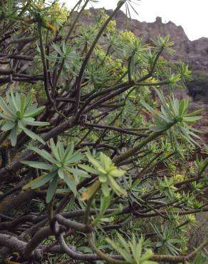 Fotografia 3 da espécie Euphorbia pedroi no Jardim Botânico UTAD