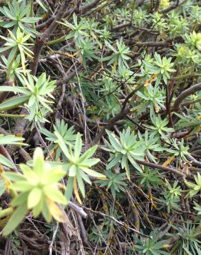 Fotografia 4 da espécie Euphorbia pedroi no Jardim Botânico UTAD