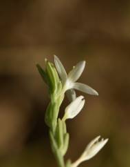 Schenkia spicata