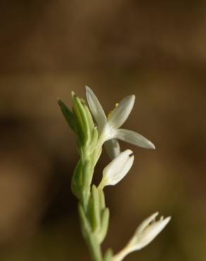 Fotografia 1 da espécie Schenkia spicata no Jardim Botânico UTAD