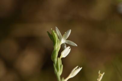 Fotografia da espécie Schenkia spicata