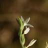 Fotografia 1 da espécie Schenkia spicata do Jardim Botânico UTAD