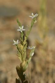 Fotografia da espécie Schenkia spicata