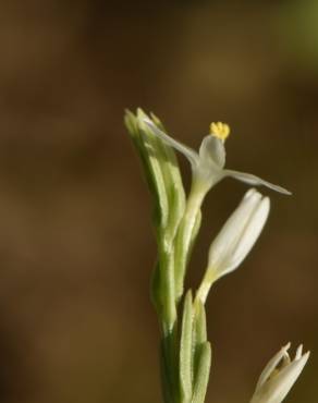 Fotografia 3 da espécie Schenkia spicata no Jardim Botânico UTAD