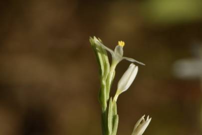 Fotografia da espécie Schenkia spicata