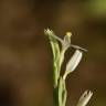 Fotografia 3 da espécie Schenkia spicata do Jardim Botânico UTAD