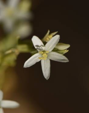 Fotografia 4 da espécie Schenkia spicata no Jardim Botânico UTAD