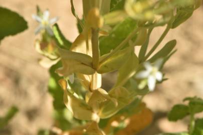 Fotografia da espécie Schenkia spicata