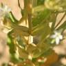 Fotografia 5 da espécie Schenkia spicata do Jardim Botânico UTAD