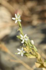 Fotografia da espécie Schenkia spicata