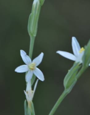 Fotografia 7 da espécie Schenkia spicata no Jardim Botânico UTAD