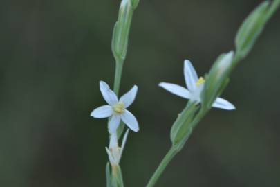 Fotografia da espécie Schenkia spicata