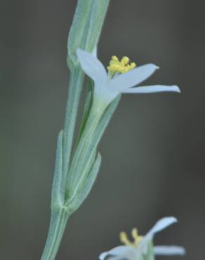 Fotografia 8 da espécie Schenkia spicata no Jardim Botânico UTAD