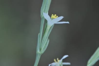 Fotografia da espécie Schenkia spicata