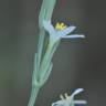 Fotografia 8 da espécie Schenkia spicata do Jardim Botânico UTAD