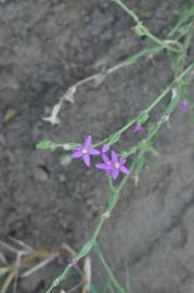 Fotografia da espécie Schenkia spicata