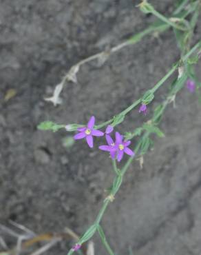 Fotografia 10 da espécie Schenkia spicata no Jardim Botânico UTAD