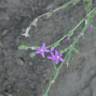 Fotografia 10 da espécie Schenkia spicata do Jardim Botânico UTAD