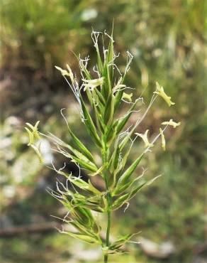 Fotografia 6 da espécie Anthoxanthum aristatum subesp. aristatum no Jardim Botânico UTAD