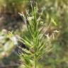 Fotografia 6 da espécie Anthoxanthum aristatum subesp. aristatum do Jardim Botânico UTAD