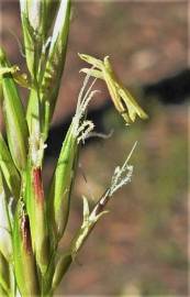 Fotografia da espécie Anthoxanthum aristatum subesp. aristatum