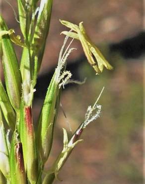 Fotografia 5 da espécie Anthoxanthum aristatum subesp. aristatum no Jardim Botânico UTAD