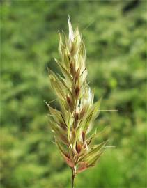 Fotografia da espécie Anthoxanthum aristatum subesp. aristatum