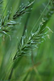 Fotografia da espécie Anthoxanthum aristatum subesp. aristatum