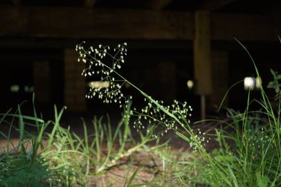 Fotografia da espécie Briza minor