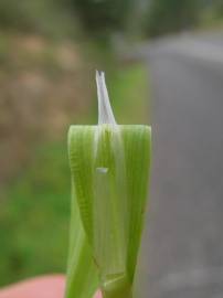 Fotografia da espécie Briza minor