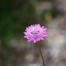 Fotografia 17 da espécie Scabiosa atropurpurea do Jardim Botânico UTAD