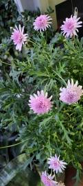 Fotografia da espécie Argyranthemum frutescens