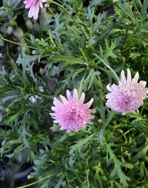 Fotografia 13 da espécie Argyranthemum frutescens no Jardim Botânico UTAD