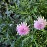 Fotografia 13 da espécie Argyranthemum frutescens do Jardim Botânico UTAD