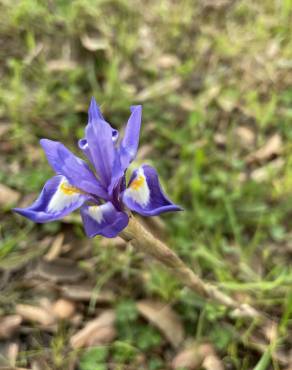 Fotografia 14 da espécie Moraea sisyrinchium no Jardim Botânico UTAD