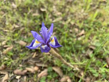 Fotografia da espécie Moraea sisyrinchium