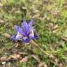 Fotografia 14 da espécie Moraea sisyrinchium do Jardim Botânico UTAD