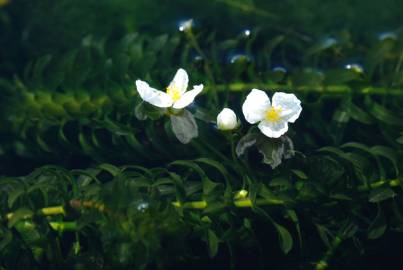 Fotografia da espécie Egeria densa