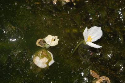 Fotografia da espécie Egeria densa