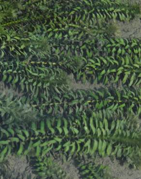 Fotografia 9 da espécie Egeria densa no Jardim Botânico UTAD