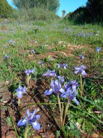 Fotografia da espécie Moraea sisyrinchium