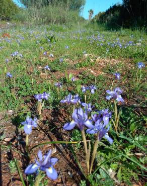 Fotografia 15 da espécie Moraea sisyrinchium no Jardim Botânico UTAD