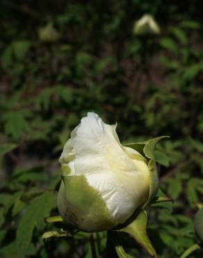 Fotografia 3 da espécie Paeonia × suffruticosa no Jardim Botânico UTAD