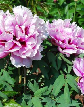 Fotografia 5 da espécie Paeonia × suffruticosa no Jardim Botânico UTAD