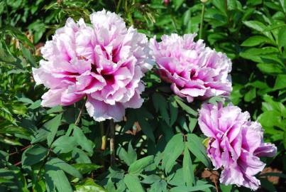 Fotografia da espécie Paeonia × suffruticosa