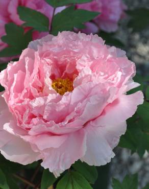 Fotografia 6 da espécie Paeonia × suffruticosa no Jardim Botânico UTAD